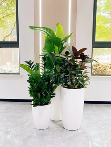 想知道前湾盆景租赁价格？这里有答案